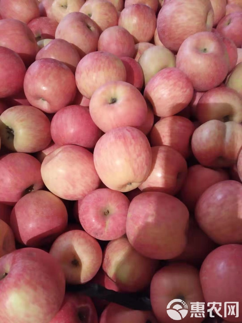 现货苹果(现货苹果今日批发价格)