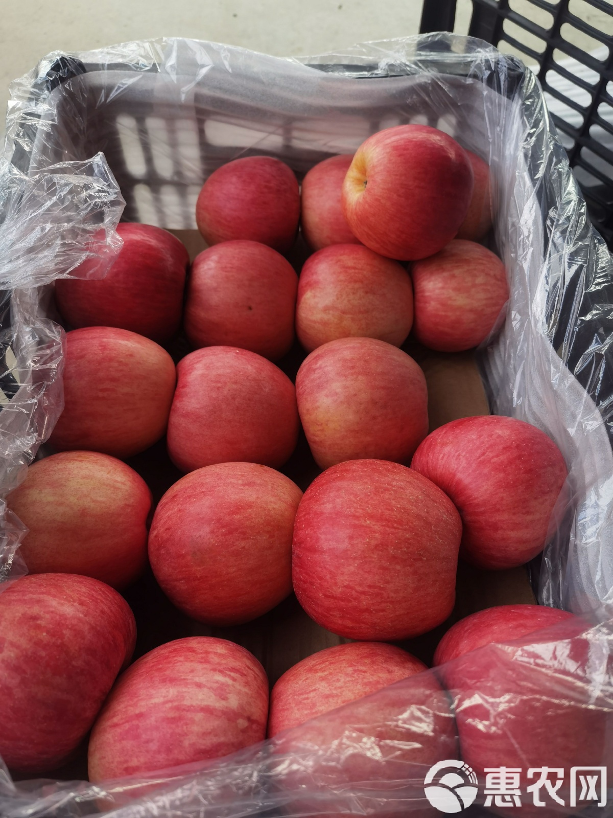 现货苹果(现货苹果价格走势图)